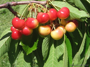 продажа саженцев плодовых культур от производителя #537219