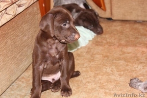 немецкая легавая (курцхаар). #528419