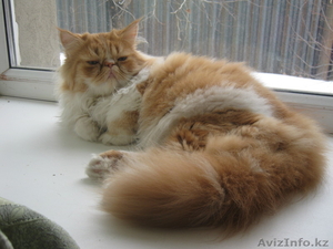 Ищу персидскую кошечку для вязки #589094