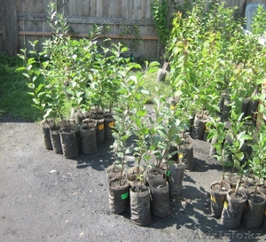 саженцы плодово-ягодных культур #586834