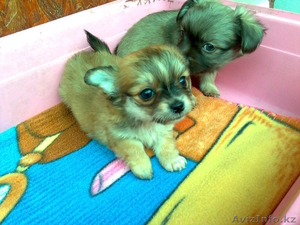 Продам мелких  щенков чихуахуа #568040