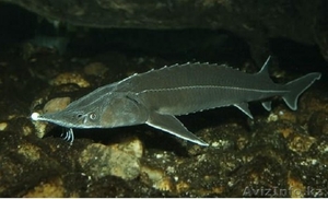 Продам осетровые виды рыб #579858