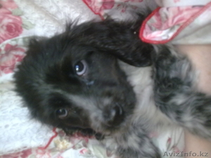 продам щенка английского спаниеля... #588155