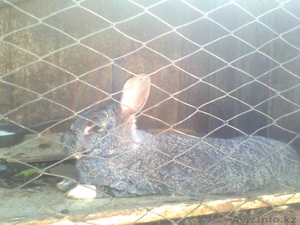 Продажа домашних кроликов #590038