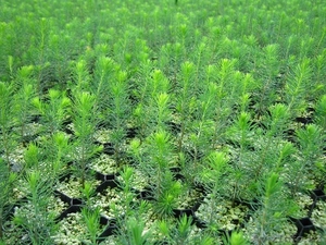 Хвойные сеянцы с ЗКС #589382