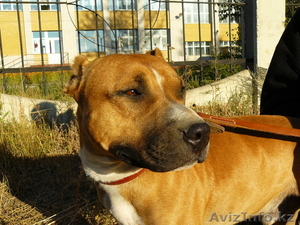 Срочно продам АПТБ #571434