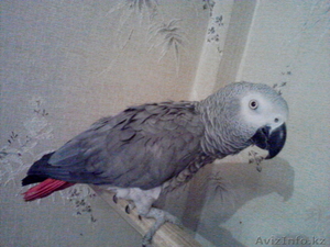 Попугай Жако,  краснохвостый,  ручной,  разговаривает,  возрос 5 лет,  мальчик. #604561