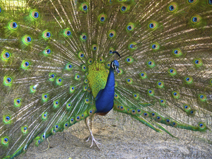 Павлины Райская птица Индиские павлиня #566196