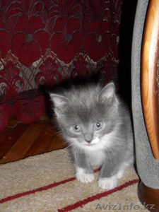 отдам в хорошие руки котенка девочку окрас-дымчатый с белыми лапками приучена к  #587090