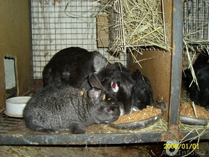 продам кроликов недорого #588197