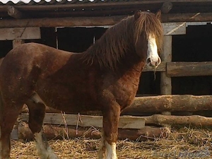 Продается жеребец, тяжеловоз #584834