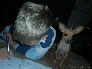 ищу суку для вязки русского той терьера.  #594338