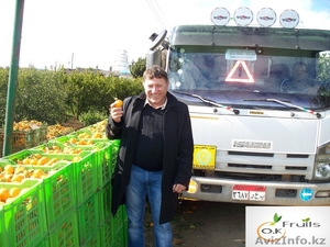 Цитрусы и овощи из  Египта #599295