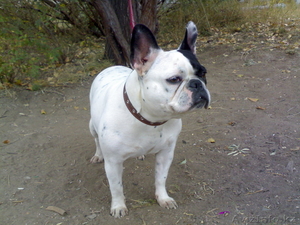 продам французского бульдога #630988