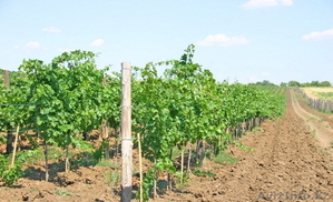 «ЛЕБЕДЕВ М КОНСУЛТ ЕООД»  #605114