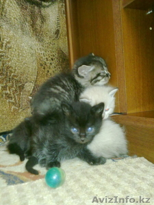 Котята ищут хозяев!!!! #614192