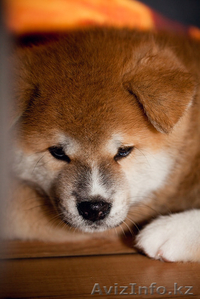 Продам щенка Акита Ину (Хатико) #605383