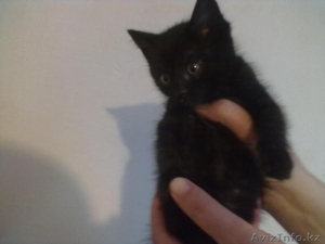 отдам котят(котики) #624975