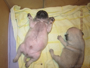 Мопсы щенки продаются! #641908