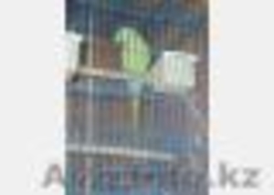 Ожерелового попугая #616579