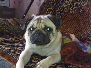 Продам щенка мопса #630984