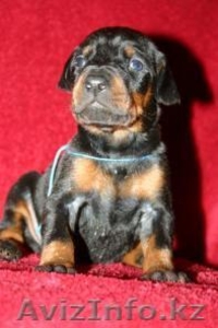 Щенки  добермана для Вас #627374