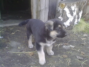 Немецкая овчарка. Щенки. #583310