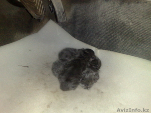 Котят в хорошие руки #637269