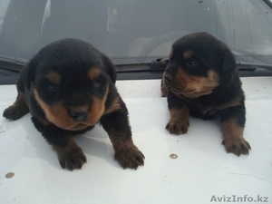 Щенки ротвейлера,  с родословной #608725