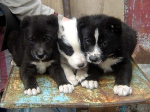 Алабай (среднеазиатская овчарка) Плодик #612169