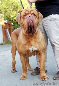 ПРЕДЛОГАЕМ ЩЕНКОВ БОРДОСКОГО ДОГА #642923