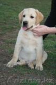 Лабрадор ищет хозяев #603351