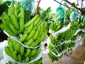 Бананы IMPERIAL #618634