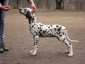 Далматина щенки с отличной родословной #622045