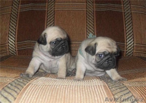 Щенки Мопса от Чемпиона Казахстана #627363