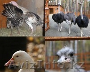 Страусиная ферма Мистер Фишер #629580