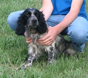 Русский спаниель,  щенки #605816