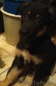 ЩЕНКИ СРОЧНО ИЩУТ ХОЗЯЕВ #608992