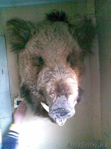 Чучело головы дикого кабана #640617