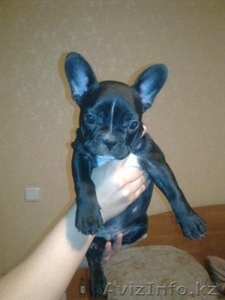 Щенки французского бульдога недорого #638900