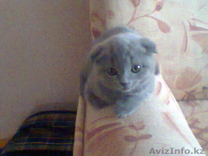продам котенка ШОТЛАНДСКОЙ ВИСЛОУХОЙ #629330