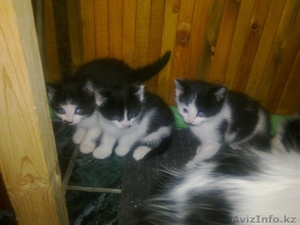 котятакотята,  милые добрые умные к горшку приучены,  совершенно бесплатно #624968