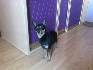 Симпатяга тойчик с родословной ищет девочку для случки #617885