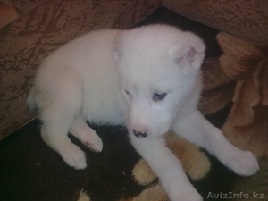 Куплю щенка алабая белый окрас #624186