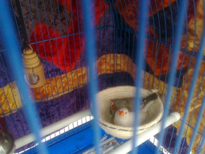 амадин зебровых продам #629565