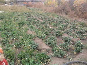 Клубника ремонтантная  #626436