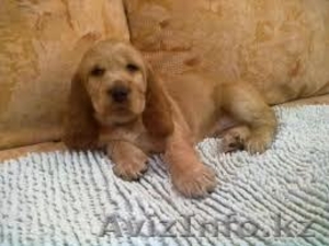 Щенки английского кокер спаниеля недорого #638936