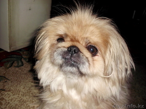 продам пекинеса, девочка 3года. #638340