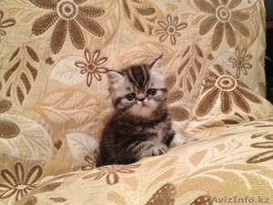 Продаю персидских и экзотических котят,  Караганда #275898