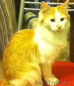 КОТИКИ СРОЧНО ИЩУТ ХОЗЯЕВ  #25585